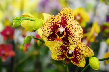 Sarı benekli phalaenopsis orkide dekoratif bileşimi. Tropik çiçekler Buket.