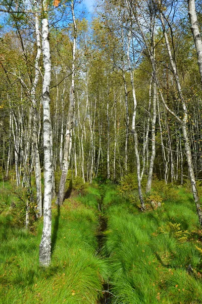 Berk Grove Beek Het Groene Gras Herfst Landschap Een Heldere — Stockfoto