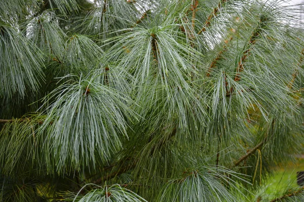 水滴落在长松针上 在雨中的松树分枝 — 图库照片