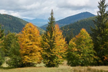 Dağlar ve sonbahar ormanda yaprak Synevyr Gölü yakınındaki görünümünü sonbahar yağmur önceki gün.
