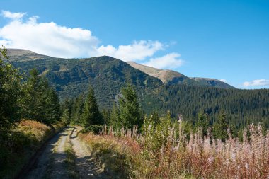 Hoverla dağın, Karpat Dağları, Ukrayna, iğne yapraklı orman görünümünü.