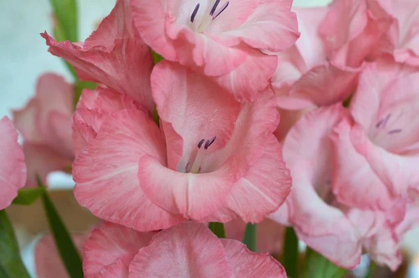 Ramo Gladiolos Rosados Blancos Pétalos Color Rosa Flores Gladiolo Cerca —  Fotos de Stock