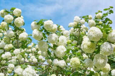 Bahar bahçesinde beyaz viburnum kartopu çiçekleri. Guelder gül bulvarı de neige.