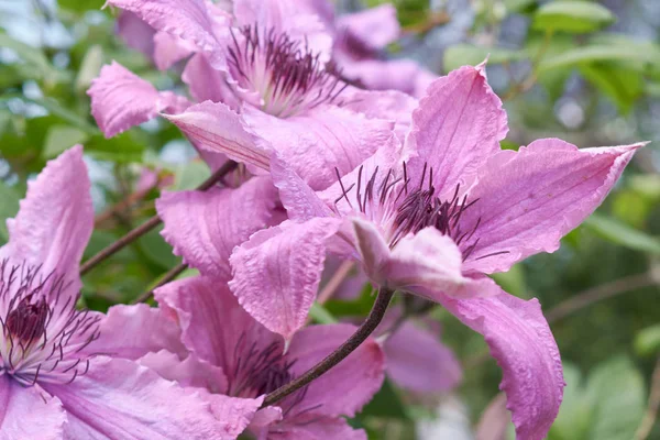Flor de clematis rosa en el jardín de primavera. Bush de clematis lila . —  Fotos de Stock