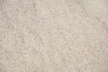 Kabukları olan kum. Deniz kıyısında plaj kumu. Plajdaki kabukları ile doğal kum dokusu.