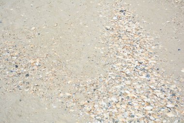 Kabukları olan kum. Deniz kıyısında plaj kumu. Plajdaki kabukları ile doğal kum dokusu.