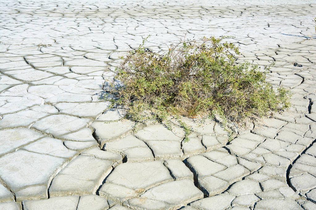 Plant on dried, cracked soil. Dry soil with deep cracks. Cracked mud surface.