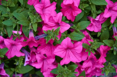 Parlak pembe çiçekli Petunya. Parlak mor renkli huni şeklinde çiçekleri olan bir bitki..