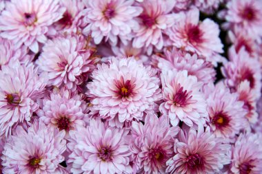 Pembe kasımpatı çiçeklerinin dekoratif kompozisyonu, sonbahar buketi. Sonbahar bahçesinde pembe kasımpatı.