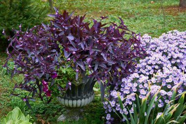 Decorative floral arrangement of tradescantia and lilac chrysanthemum flowers in autumn garden, autumn bouquet. clipart