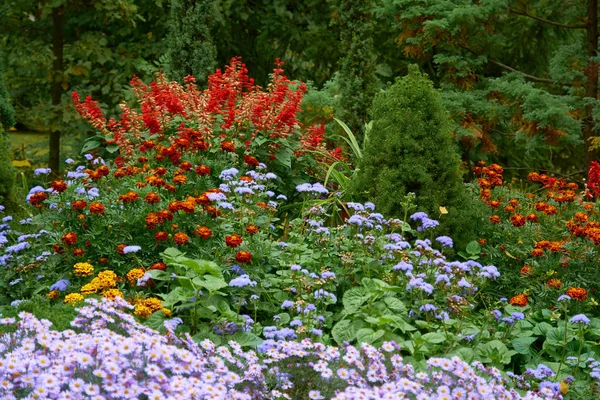Dekorativa blomsterarrangemang av tradescantia, lila krysantemum och andra blommor i höst trädgård, höst bukett. — Stockfoto