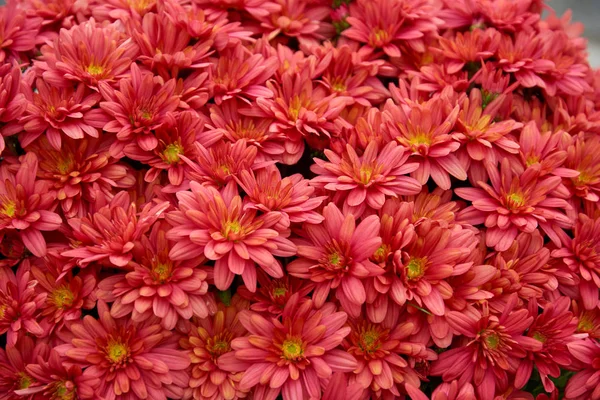 Decorative composition of red chrysanthemum flowers, autumn bouquet. Red chrysanthemum in autumn garden. — Stock Photo, Image