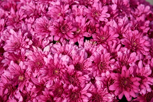 Decorative composition of pink chrysanthemum flowers, autumn bouquet. Pink chrysanthemum in autumn garden. — Stock Photo, Image