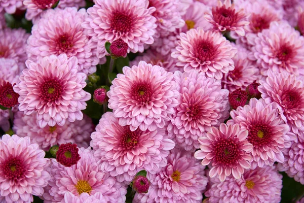 Composition décorative de fleurs de chrysanthème rose, bouquet d'automne. Chrysanthème rose dans le jardin d'automne . — Photo