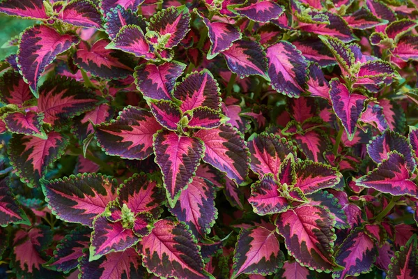 Composição decorativa de flores coleus multicoloridas. Planta decídua ornamental. Arranjo floral decorativo de flores no jardim de outono, buquê de outono . — Fotografia de Stock