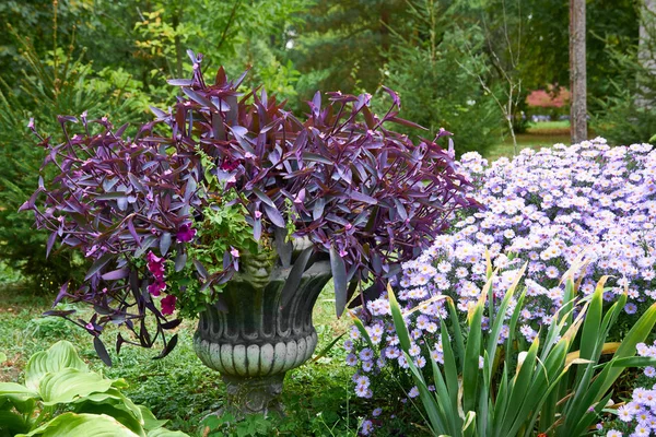 Decoratieve bloemstuk van tradescantia en lila chrysant bloemen in de herfst tuin, herfst boeket. — Stockfoto