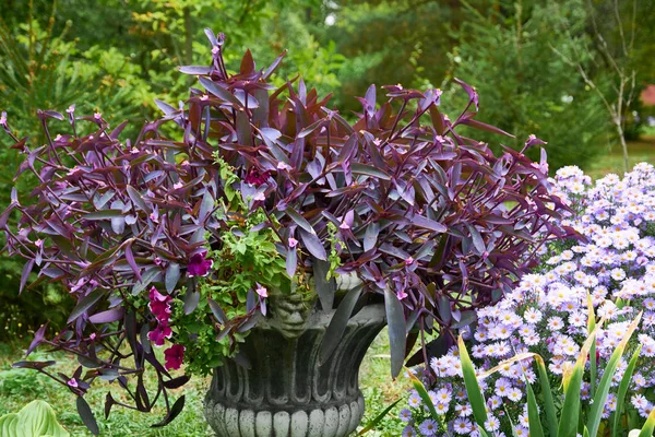 Arrangement floral décoratif de fleurs de chrysanthème lilas et tradescantia dans le jardin d'automne, bouquet d'automne . — Photo