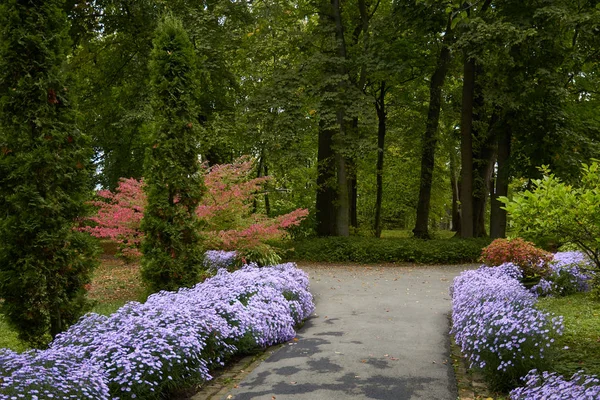 Декоративна квіткова композиція з бузкової хризантеми та інших квітів в осінньому саду, осінній букет. Алея в осінньому парку . — стокове фото