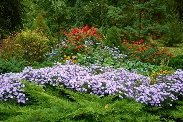 Arreglo floral decorativo de tradescantia, crisantemo lila y otras flores en el jardín de otoño, ramo de otoño . — Foto de Stock