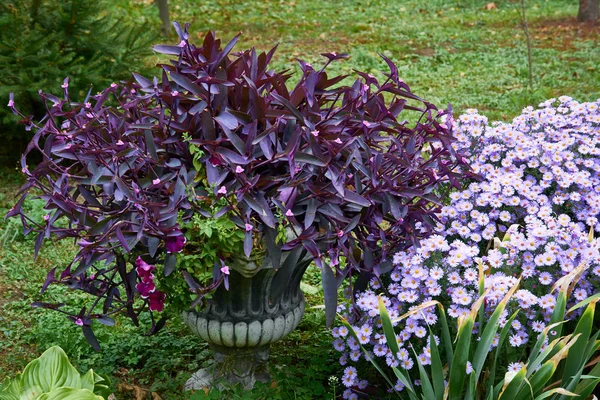 Arrangement floral décoratif de fleurs de chrysanthème lilas et tradescantia dans le jardin d'automne, bouquet d'automne . — Photo