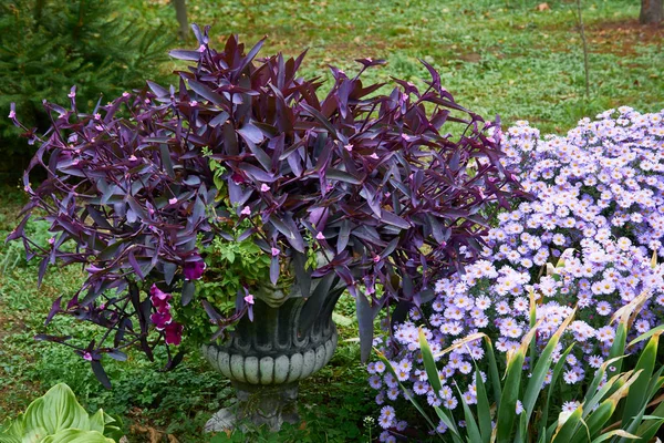 秋季花园、秋季花束中月季菊花和丁香花的装饰花卉布置. — 图库照片