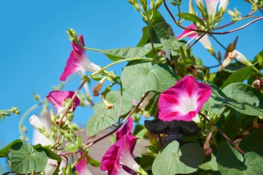 Parlak pembe çiçekli konvolvulus. Parlak mor renkli huni şekilli çiçekleri olan bir bitki..