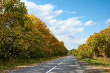 Güneşli sonbahar günü ve orman yolu. Sonbahar ormanlarında renkli ağaç yaprakları, yaprakların döküldüğü renkler. Sonbahar orman manzarası.
