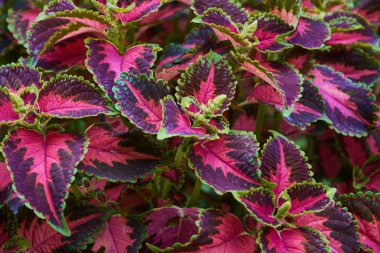 Çok renkli coleus çiçeklerinin dekoratif bileşimi. Süslü yaprak döken bitki. Sonbahar bahçesinde çiçeklerin dekoratif düzenlenmesi, sonbahar buketi..