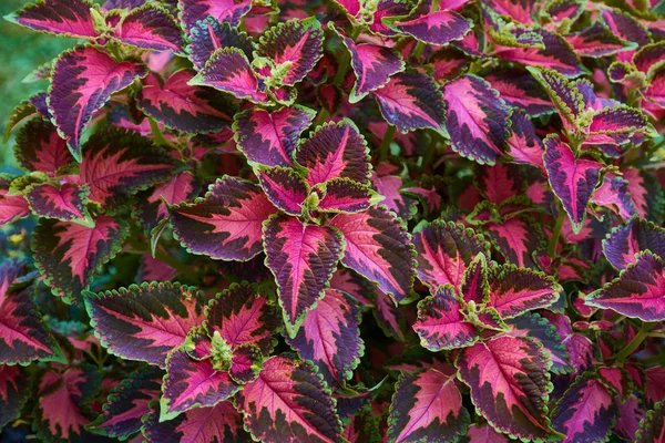 Composição decorativa de flores coleus multicoloridas. Planta decídua ornamental. Arranjo floral decorativo de flores no jardim de outono, buquê de outono . — Fotografia de Stock