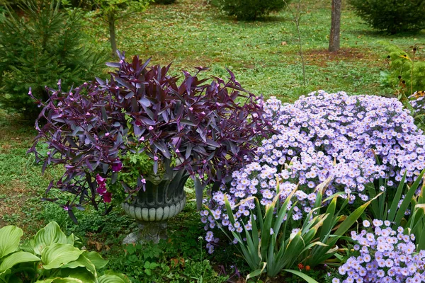 Dekorativa blomsterarrangemang av tradescantia och lila krysantemum blommor i höst trädgård, höst bukett. — Stockfoto