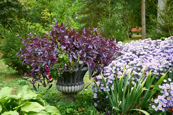 Dekorativa blomsterarrangemang av tradescantia och lila krysantemum blommor i höst trädgård, höst bukett. — Stockfoto