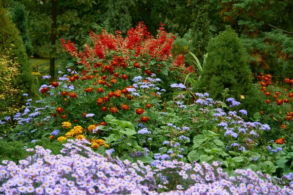 秋の庭でのトラデスカンティア、ライラック菊や他の花の装飾的な花の配置、秋の花束. — ストック写真