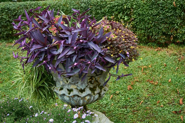 Arrangement floral décoratif de fleurs de chrysanthème lilas et tradescantia dans le jardin d'automne, bouquet d'automne . — Photo