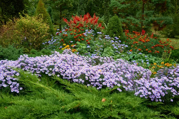 Dekorativa blomsterarrangemang av tradescantia, lila krysantemum och andra blommor i höst trädgård, höst bukett. — Stockfoto