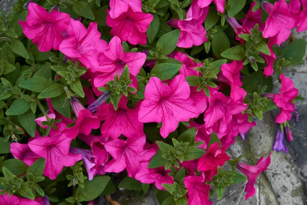 Petunia med klare, rosa blomster. Plante med sterkt purpurfargede traktformede blomster . – stockfoto
