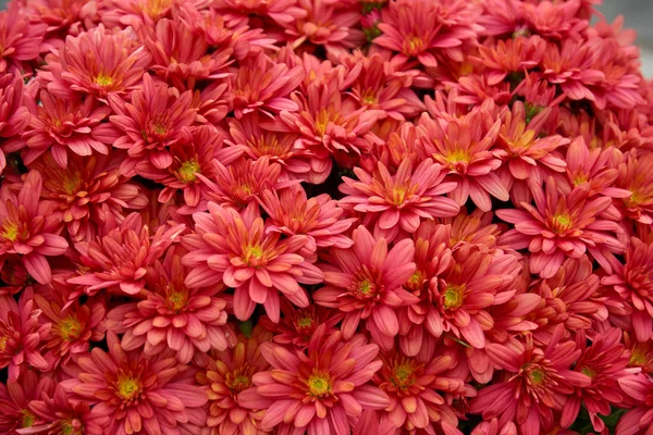 Decorative composition of red chrysanthemum flowers, autumn bouquet. Red chrysanthemum in autumn garden. — Stock Photo, Image