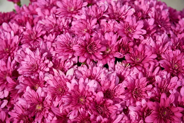 Decorative composition of pink chrysanthemum flowers, autumn bouquet. Pink chrysanthemum in autumn garden. — Stock Photo, Image