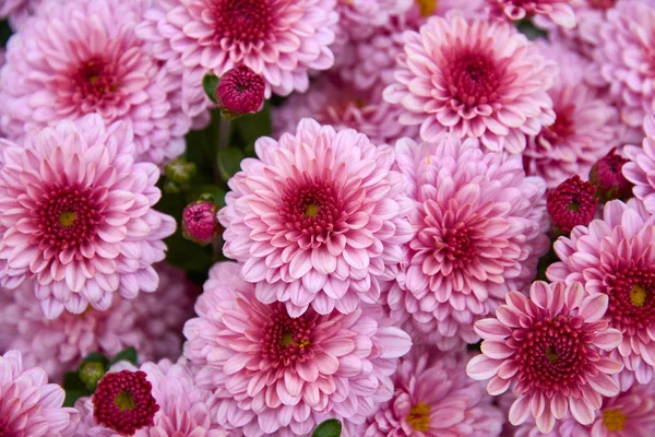 Decorative composition of pink chrysanthemum flowers, autumn bouquet. Pink chrysanthemum in autumn garden. — Stock Photo, Image