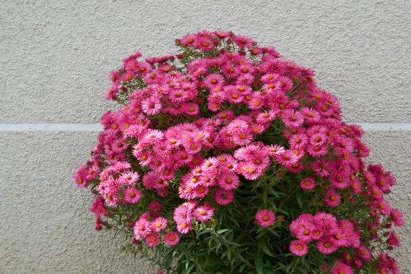 Dekorativa sammansÃ ¤ttning av rÃ ¶ da krysantemum blommor, hÃ ¶ st bukett. Rött krysantemum i höstträdgården. — Stockfoto