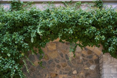 Kale duvarı, yeşil liana ile sarmalanmış kaba duvardan yapılmıştır. Woody tırmanma tesisi.