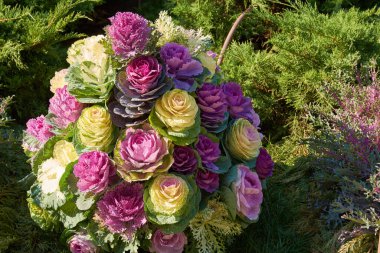 Taze dekoratif brassica oleracea dekoratif bileşimi, sonbahar buketi. Sonbahar botanik bahçesinde rengarenk lahanalar.