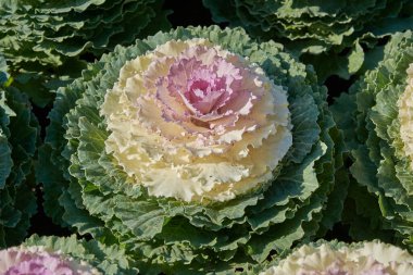 Taze dekoratif brassica oleracea dekoratif bileşimi, sonbahar buketi. Sonbahar botanik bahçesinde rengarenk lahanalar.