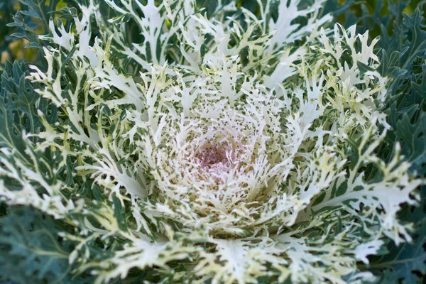 Decoratieve Samenstelling Van Verse Decoratieve Brassica Oleracea Herfst Boeket Veelkleurige — Stockfoto