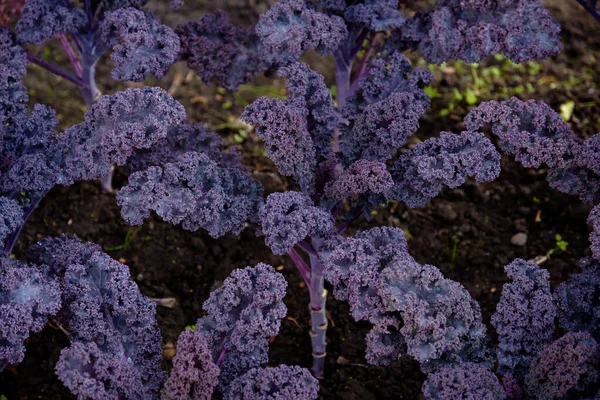 装饰组成新鲜的装饰甘蓝菜药膏 品种繁多的红杉 秋天的花束 秋天植物园中的五彩斑斓的装饰卷心菜 图库照片
