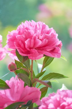 Bahar bahçesinden zarif pembe şakayık çiçekleri. Dekoratif çiçek bitkisi.