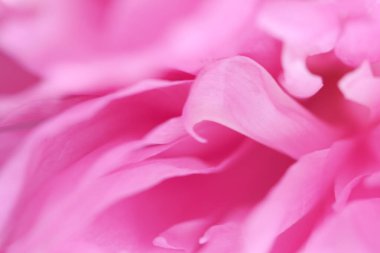 Pembe şakayığın narin taç yapraklarının arkaplan resmi. Dekoratif çiçek, bahar bahçesinden çiçekler..