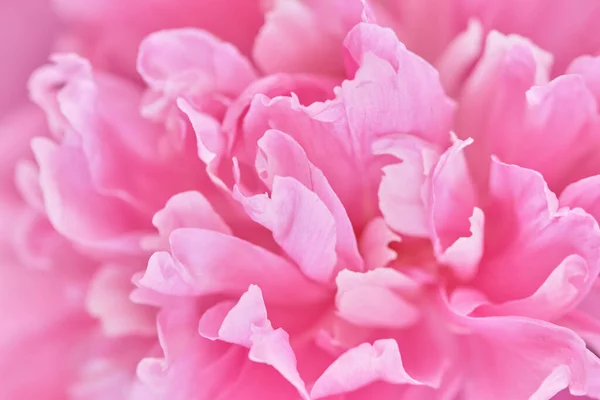 粉色牡丹花瓣精致的背景图像 装饰开花的植物 春天花园的花朵 图库图片