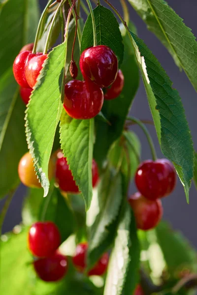 Köstliche Süße Rote Kirschen Saftige Rote Beeren Von Frischen Reifen — Stockfoto