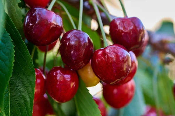 甜的红色樱桃 新鲜成熟樱桃的多汁红色浆果 春天的花园里 果园里 图库图片
