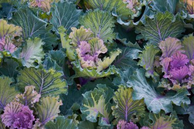 Dekoratif dekoratif brassica oleracea, çeşitli Candy Floss, sonbahar buketi. Sonbahar botanik bahçesinde rengarenk lahanalar.